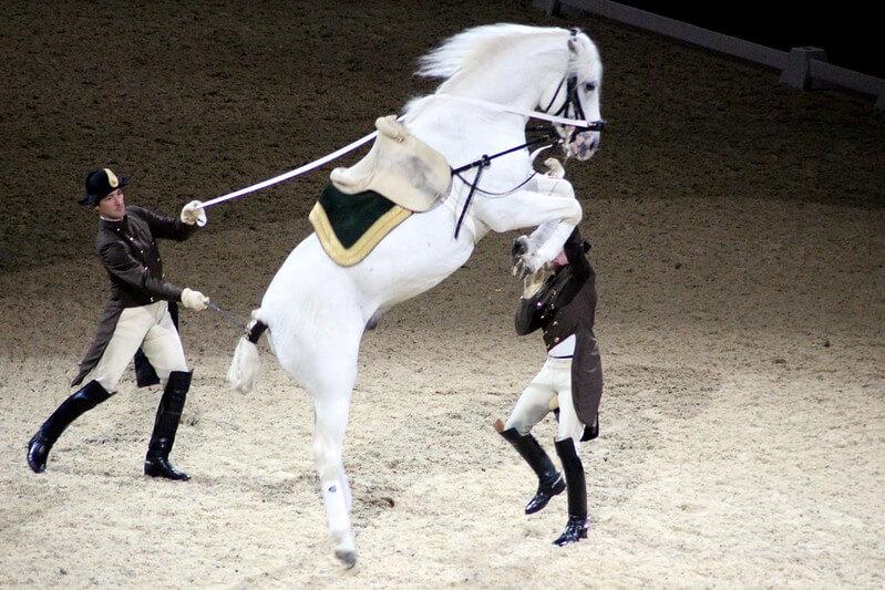 Lipizzan Atı Fotoğrafları 4