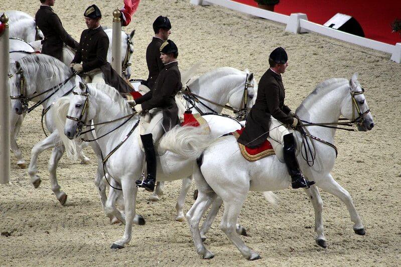 Lipizzan Atı Fotoğrafları 5