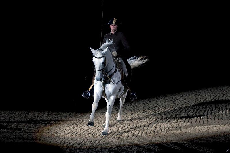 Lipizzan Atı Fotoğrafları 7
