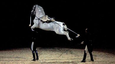 lipizzaner horse lipizzan atları