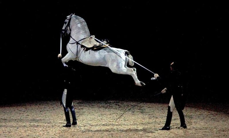 lipizzaner horse lipizzan atları