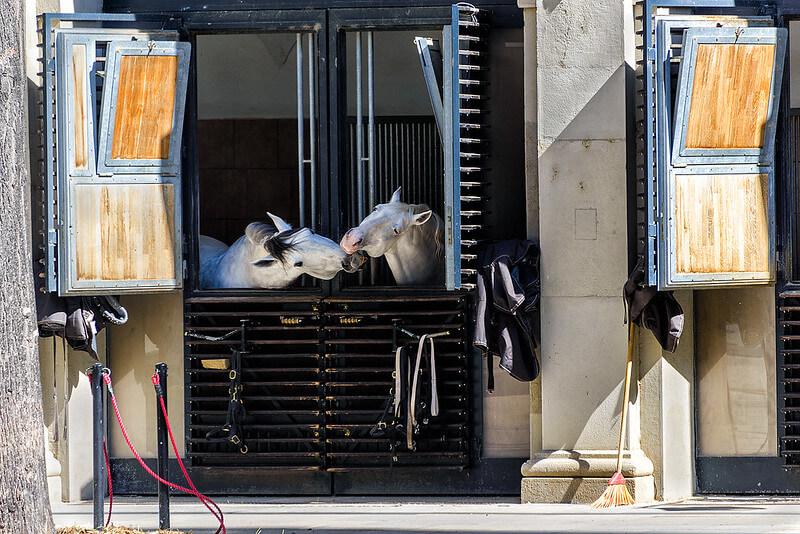 Lipizzan Atı Fotoğrafları 3