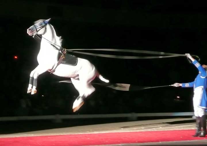 Lipizzan Atı Fotoğrafları 9