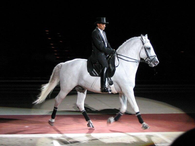 Lipizzan Atı Fotoğrafları 8