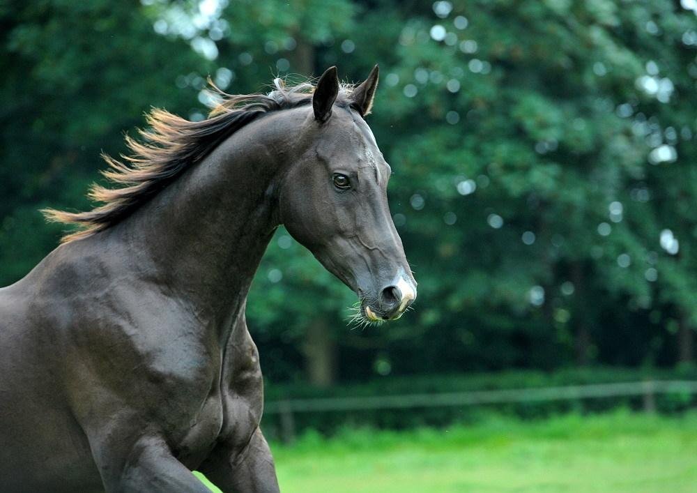 dünyanın en güzel atı ahal teke resmi