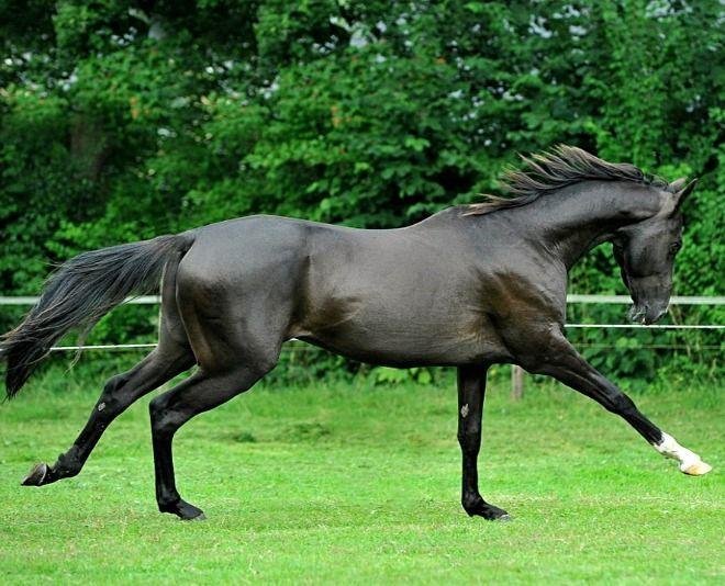 dünyanın en güzel atı ahal teke resmi