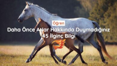 Atlar Hakkında Kısa Kısa 45 İlginç Bilgi - Bilmeniz Gereken Her Şey 5