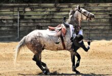 Bir Kişi Attan Düştüğünde Ne Yapılmalı? 7