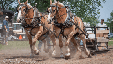 belçika ağır yük (koşum) atı