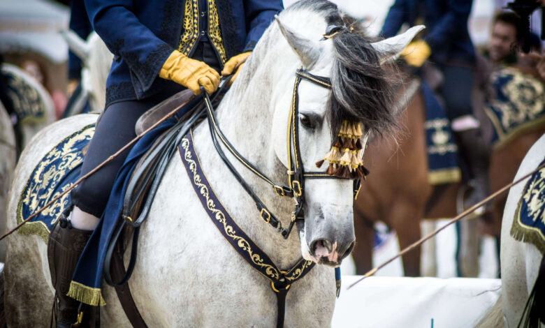 lipizzan atı