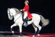 piyaf (piaaffe) nedir at terbiyesi drassage