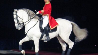 piyaf (piaaffe) nedir at terbiyesi drassage