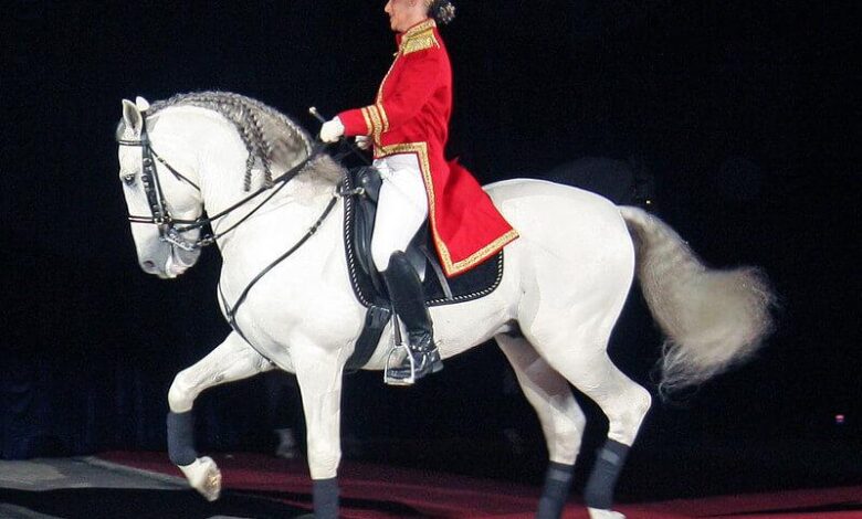 piyaf (piaaffe) nedir at terbiyesi drassage