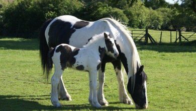 kısrak ve tay otlarken