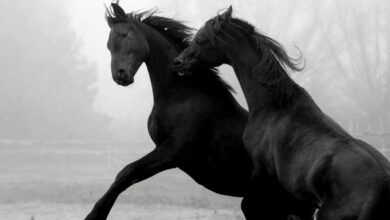 sıcakkanlı atlar, soğukkanlı atlar, ılıkkanlı atlar