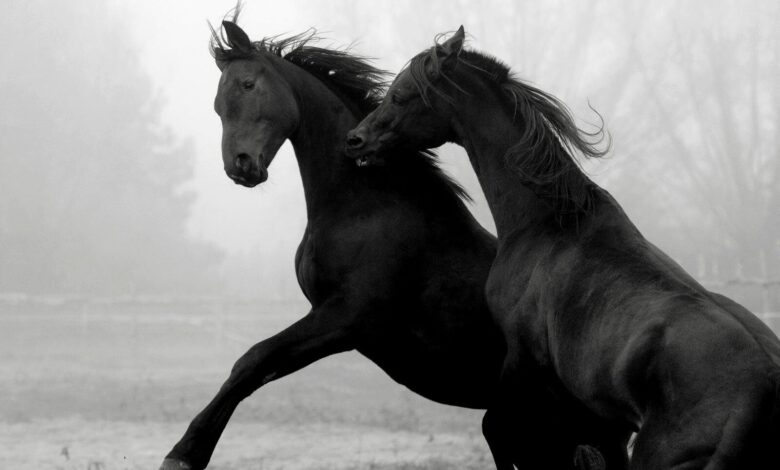 sıcakkanlı atlar, soğukkanlı atlar, ılıkkanlı atlar