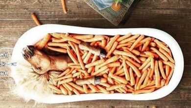 atların sevdiği besinler