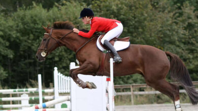 binicilik bir spor mudur?