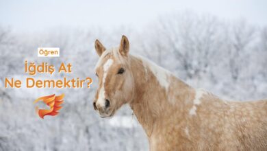 iğdiş at ne demektir