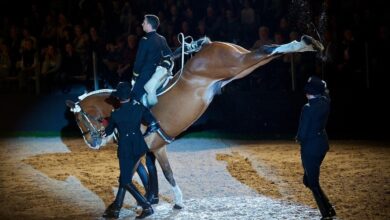 Cadre Noir Saumur Fransız Süvari Binicilik Okulu 1
