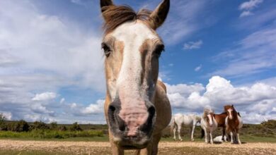 atlarda ruam hastalığı nedir? nasıl anlaşılır