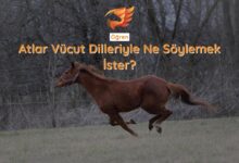 atlarda vücut dili nasıl öğrenilir