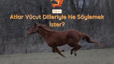 atlarda vücut dili nasıl öğrenilir