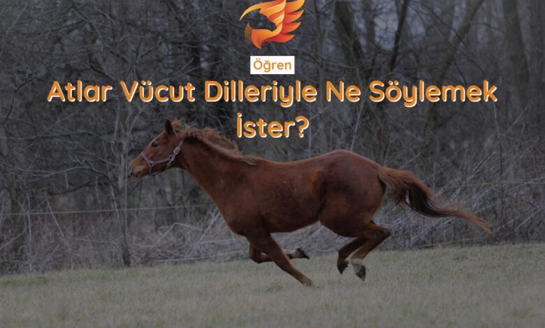 atlarda vücut dili nasıl öğrenilir