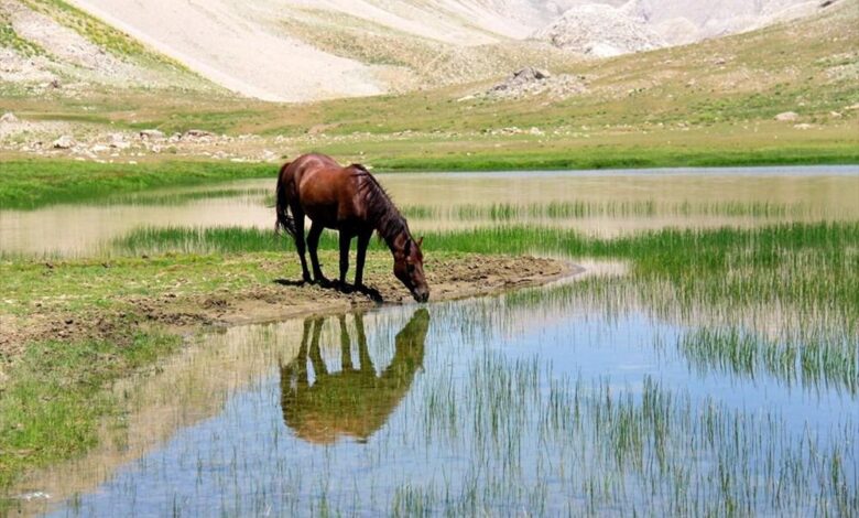 munzur dağı yılkı atları