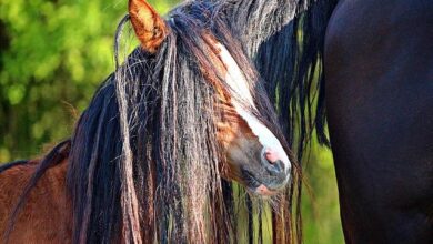 komik at ve kuyruğu
