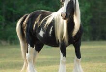 dünyanın en güzel atı gypsy vanner çingene atları