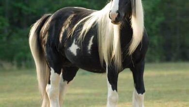 dünyanın en güzel atı gypsy vanner çingene atları