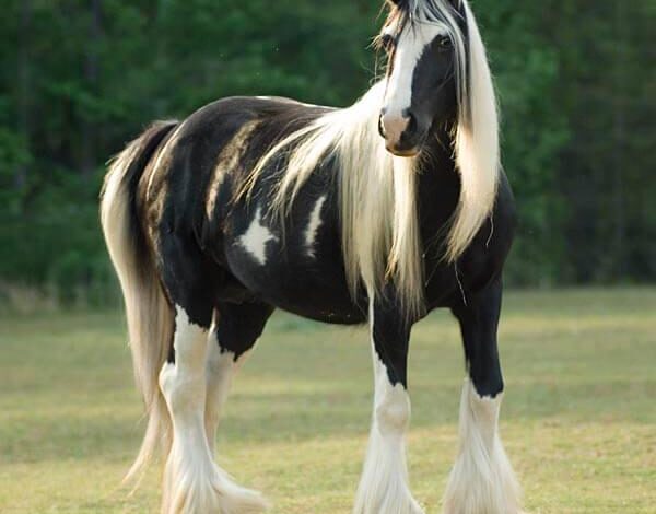 dünyanın en güzel atı gypsy vanner çingene atları