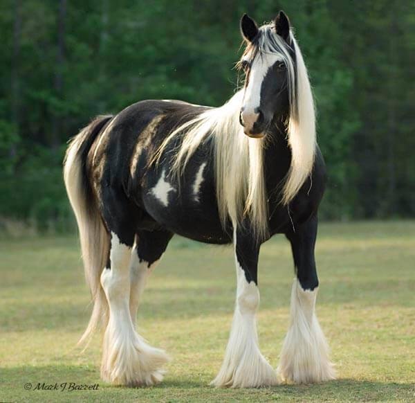 dünyanın en güzel atı gypsy vanner çingene atları