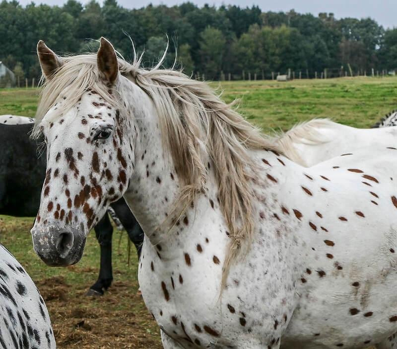 dünyanın en güzel atı Knabstrupper