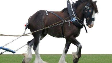 atların kullanım alanları