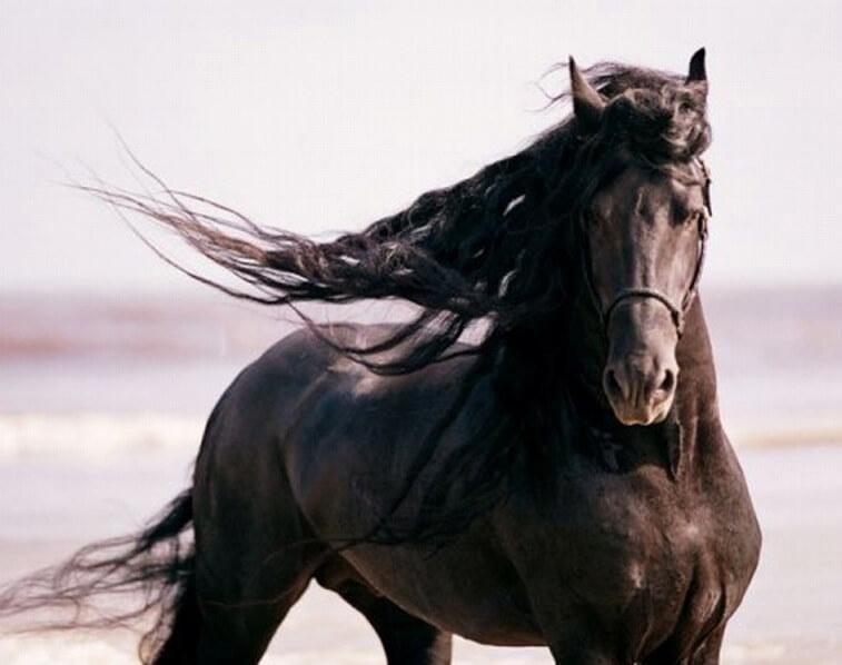 dünyanın en güzel atı friesian