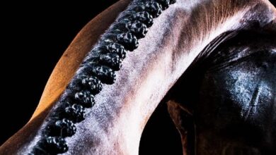 philippa davin at resmi