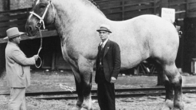 tarihin en ağır at rekor