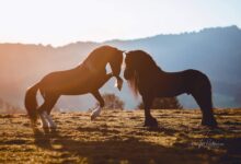 at filmleri en güzel 24 at filmi