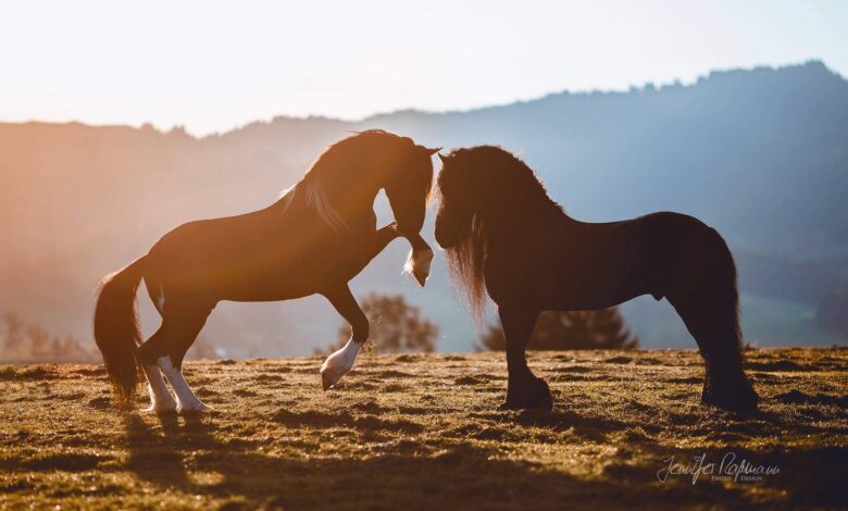at filmleri en güzel 24 at filmi