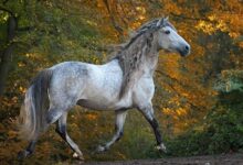 Dünyanın En Hızlı 9 Atı 10