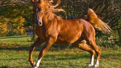 Sürekli Hareket Halinde Olma: Atlar Neden Hiperaktif Olur ve Çözüm Yolları 45