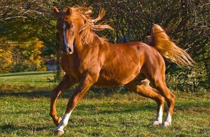 Sürekli Hareket Halinde Olma: Atlar Neden Hiperaktif Olur ve Çözüm Yolları 1