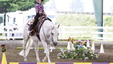 Çocuklar İçin En Uygun 9 At ve Pony - Çocuklara Göre Doğru At Seçimi Nasıl Yapılır? 6