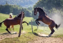 At Davranışları: Normal ve Anormal Davranışlar ve Çözümleri 6