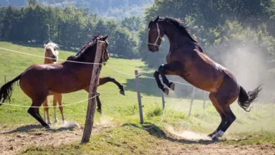 At Davranışları: Normal ve Anormal Davranışlar ve Çözümleri 27