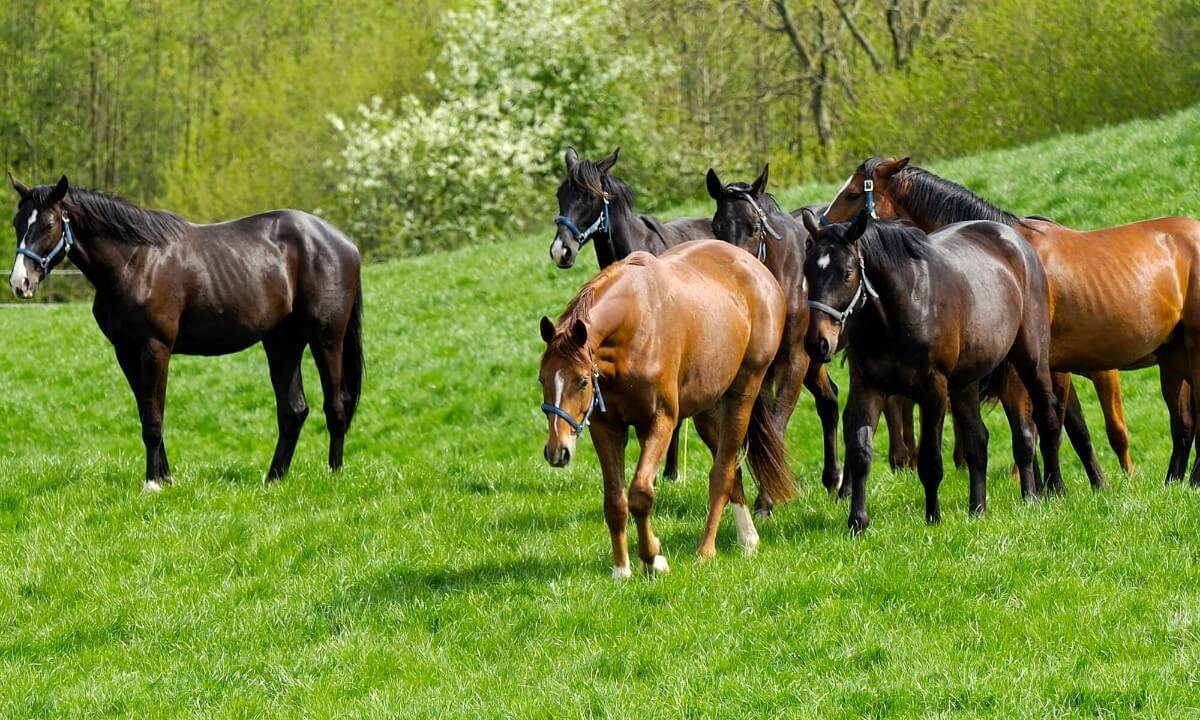 At Davranışları: Normal ve Anormal Davranışlar ve Çözümleri 8