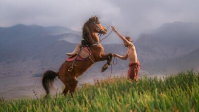 atlarin-duygusal-ozellikleri