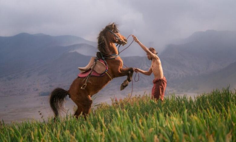 atlarin-duygusal-ozellikleri